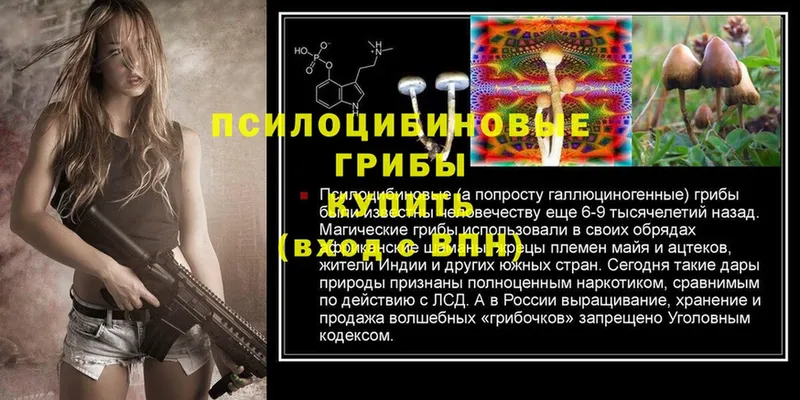 Псилоцибиновые грибы Psilocybine cubensis  Азов 